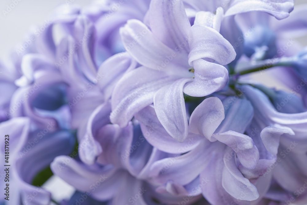 Light purple hyacinth flowers macro shot with blurred background. Soft focus. A fragrant spring bulbous plant. Wallpaper, light background. Close-up Light purple hyacinth flowers macro shot with blurred background. Soft focus. A fragrant spring bulbous plant. Wallpaper, light background. Close-up