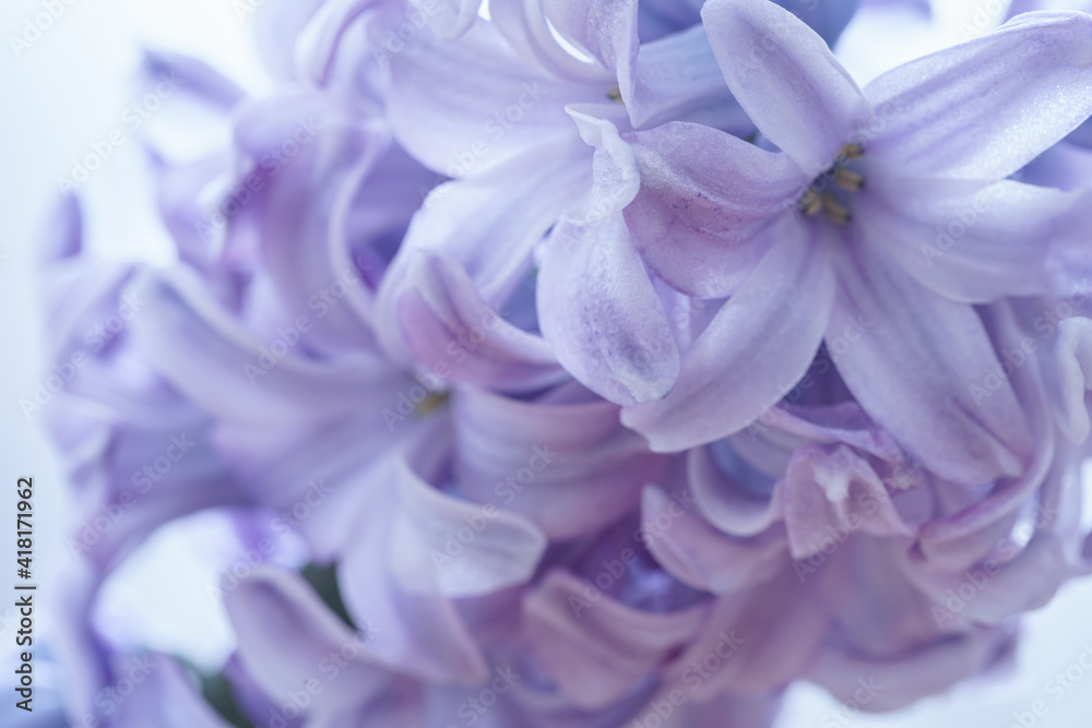 Light purple hyacinth flowers macro shot with blurred background. Soft focus. A fragrant spring bulbous plant. Wallpaper, light background. Close-up