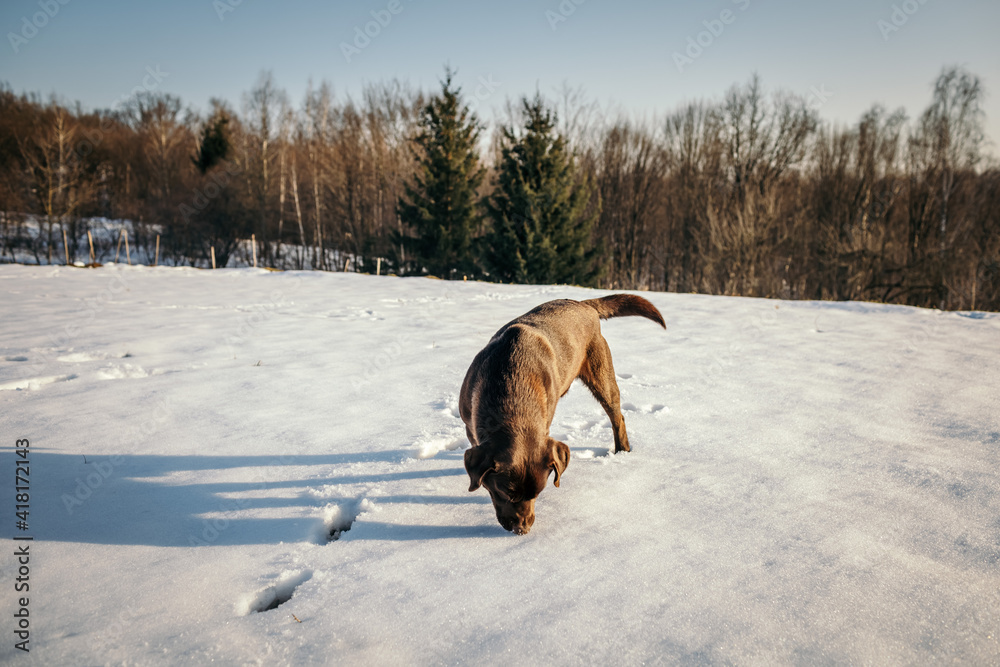 A dog in the snow a Labrador