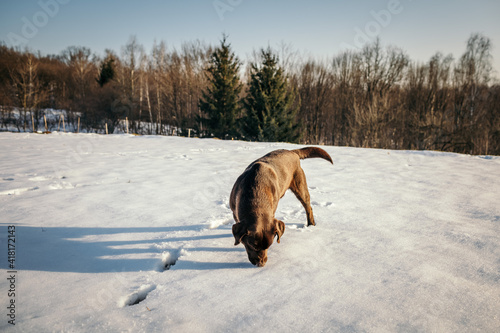 A dog in the snow a Labrador
