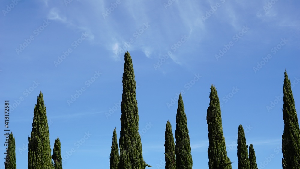cypress forest against sky background cypress forest against sky background