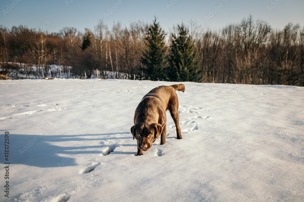A dog walking in the snow a Labrador