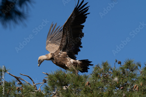 vulture photo