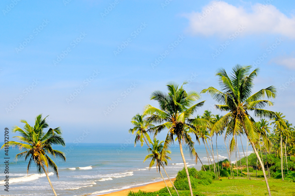 view of the ocean surface and tropical palms on the shore.