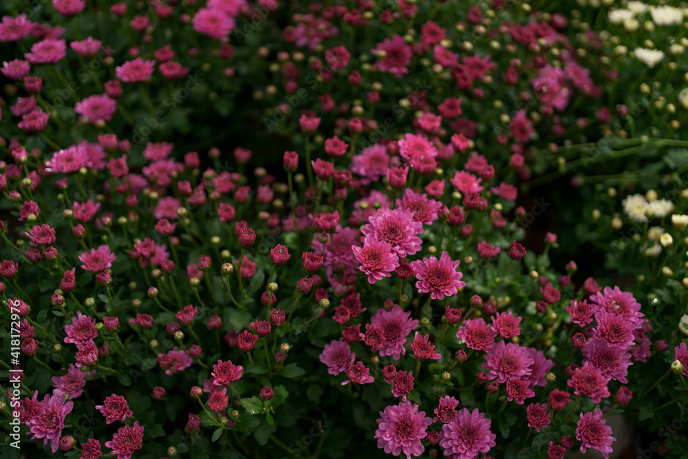 Bluming pink fall chrysanthemum abstract texture Bluming pink fall chrysanthemum abstract texture