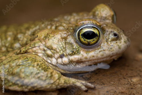male Natterjack toad (Epidalea calamita) photo