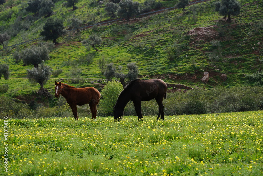 foal foal