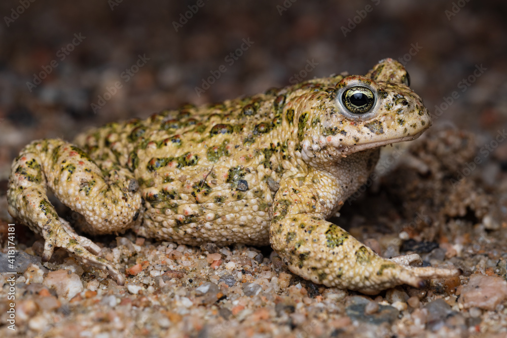 male Natterjack toad (Epidalea calamita) male Natterjack toad (Epidalea calamita)