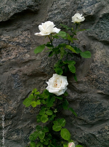 White roses