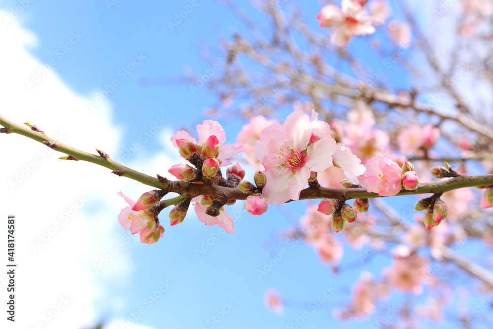 background of spring cherry blossoms tree. selective focus background of spring cherry blossoms tree. selective focus