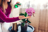 Woman spraying blooming orchid with water in living room. Housewife takes care of home plants and flowers