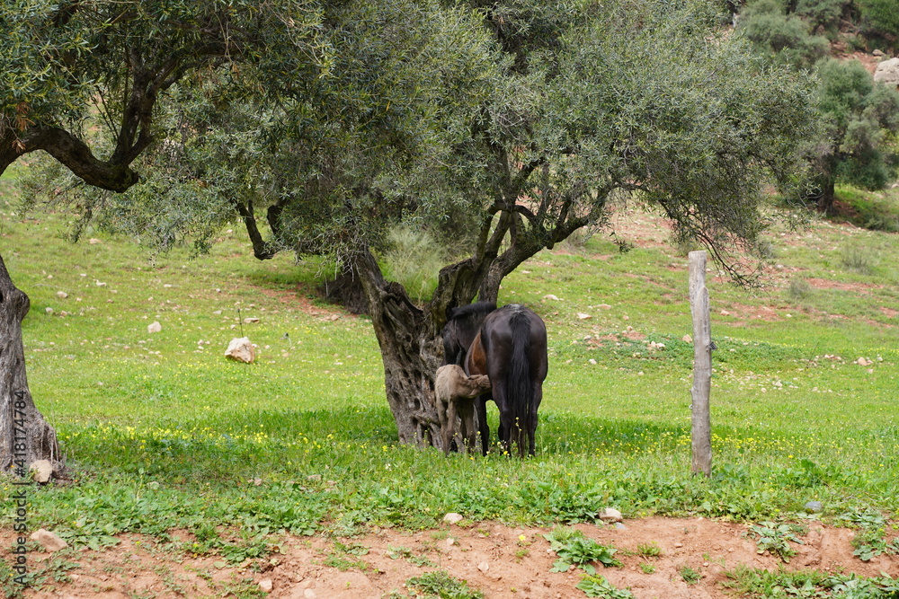 Naklejka premium foal