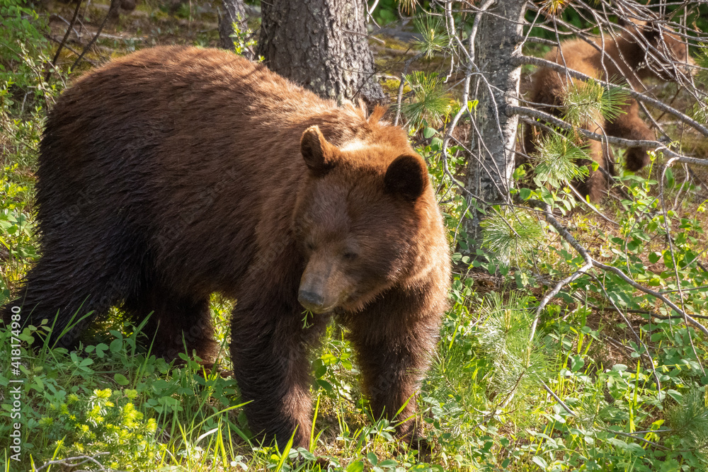 brown bear in the forest