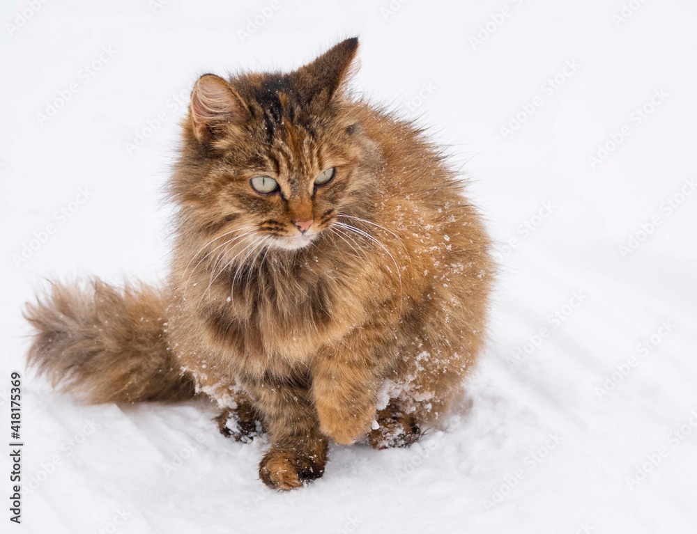 Street tricolor cat walking in the snow