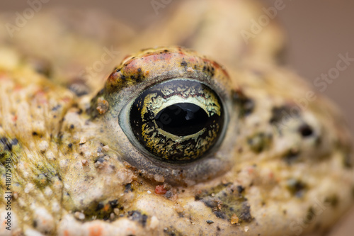 eye Natterjack toad (Epidalea calamita)