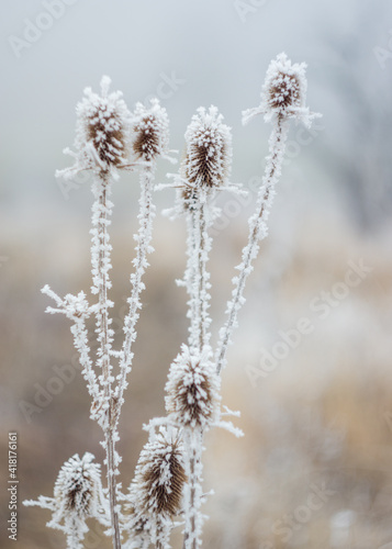 Close up shot of frost on plants