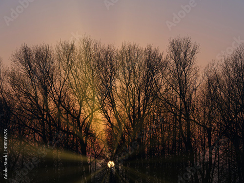 The sun shines at sunrise through the branches of trees.