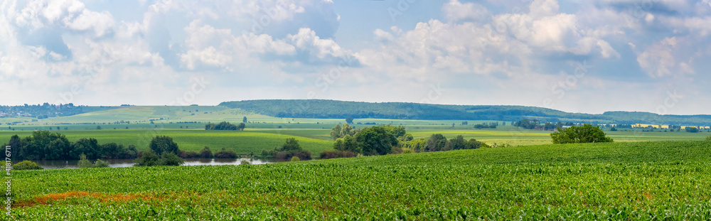Corn field by the river, forest in the distance panorama