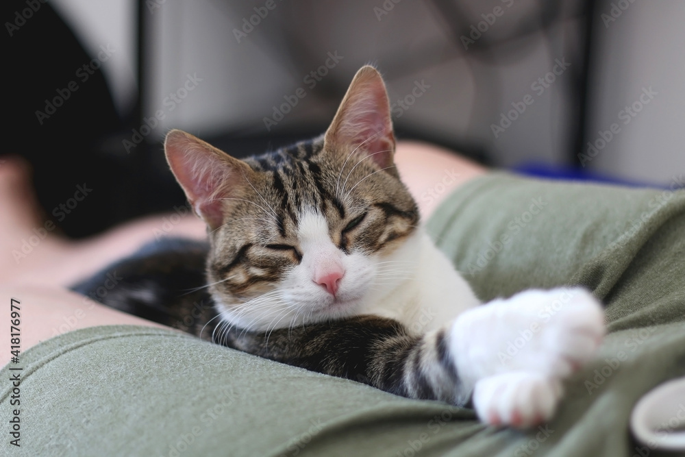 Cute tabby cat sleeping on unrecognizable owner at home. Selective focus. Cute tabby cat sleeping on unrecognizable owner at home. Selective focus.