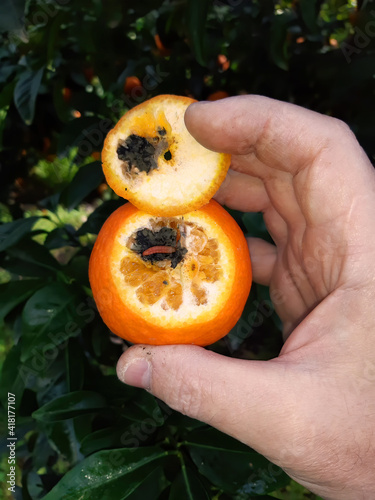 Supervisor tests the insect pests of the citrus trees. Tangerine damaged by False Codling Moth. Moth larvae gallery and rot caused by the vital activity of moths is visible on a tangerine cut  photo