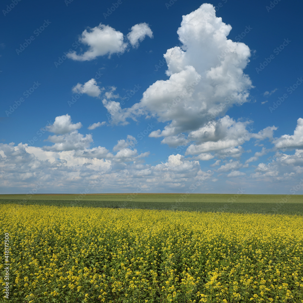Landscape of field with blossoming canola plants and green wheat with beautiful blue sky and white clouds, agriculture in early spring Landscape of field with blossoming canola plants and green wheat with beautiful blue sky and white clouds, agriculture in early spring