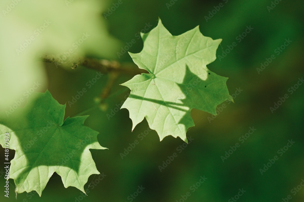 Closeup of green leaf, light and shadow Closeup of green leaf, light and shadow