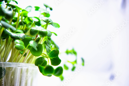 Micro greens sprouts isolated on white background. Healthy eating, fresh organic produce and restaurant servind concept.
