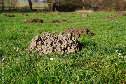 Eine Wiese mit vielen Maulwurfhügeln 