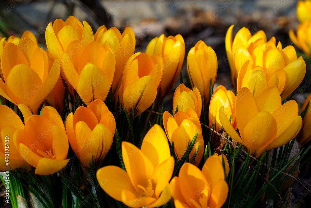 Obraz premium blühende Krokusse auf einem Blumenbeet an einem sonnigen Tag 