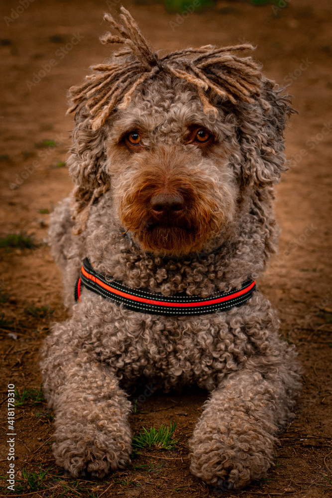 piercing gaze of a spanish water dog , lying on the ground
