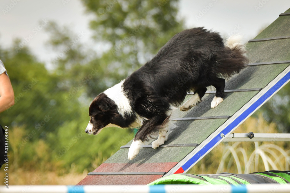 Border collie, is running in agility.  Amazing evening, Hurdle having private agility training for a sports competition