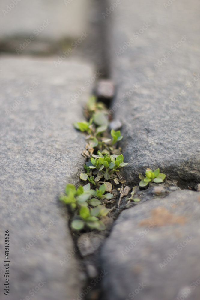 Grass in the paving stones of the old city. Grass in the paving stones of the old city.