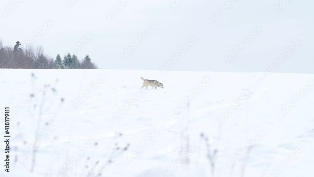The dog is like a wolf in search of prey in the woods, using its sense of smell to look for traces of wild animals.new The dog is like a wolf in search of prey in the woods, using its sense of smell to look for traces of wild animals.new