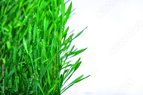 Micro greenswheatgrass leaves isolated on white background. Healthy eating, fresh organic produce and restaurant servind concept. Top view on watercress, copy space