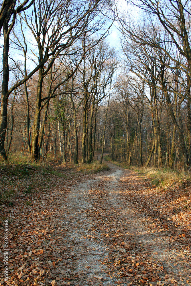 Beautiful hiking trail in the mountain forest Fruska gora in Novi sad in autumn.