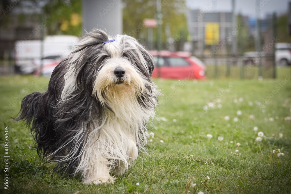 Bearded collie is running in nature. He is so happy outside. He want his ball Bearded collie is running in nature. He is so happy outside. He want his ball