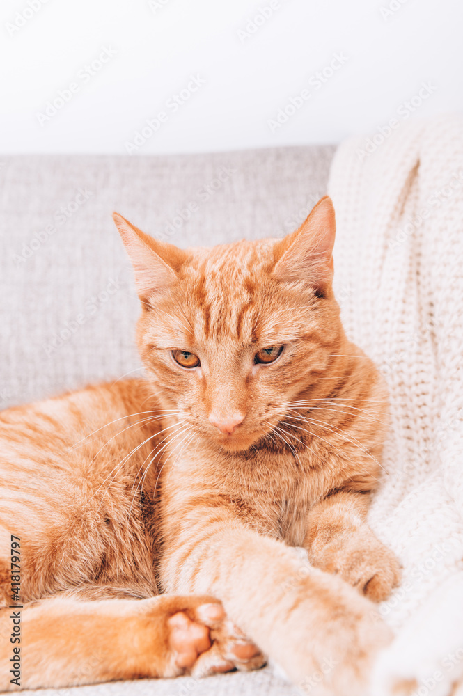 Obraz premium Ginger cat is laying on sofa, calm and happy, perfect pet companion