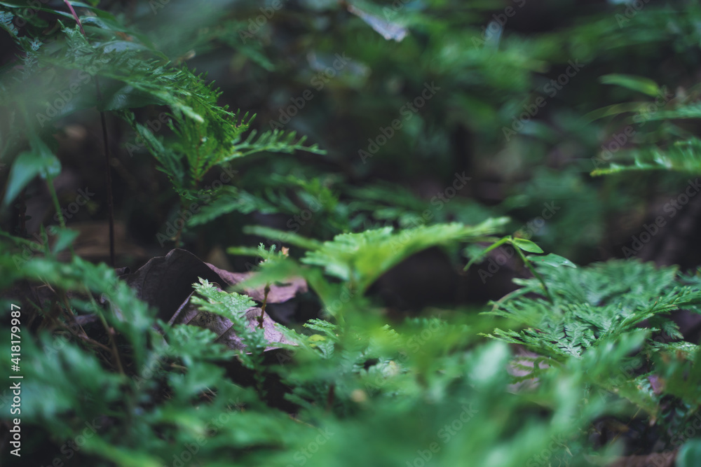 Selective focus on tropical plants in a forest Selective focus on tropical plants in a forest