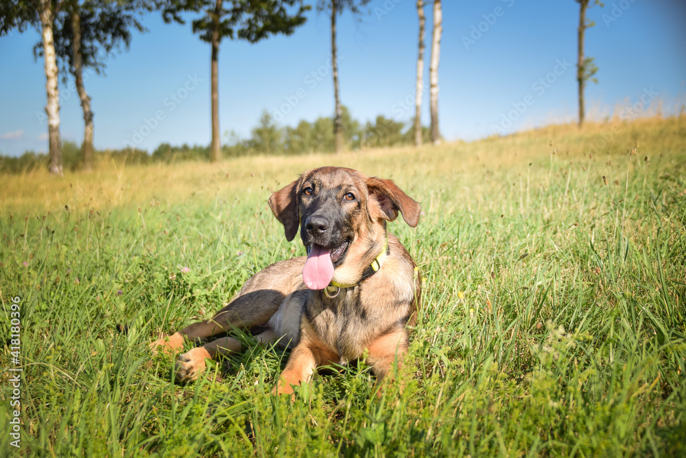 Portrait of german shepherd puppy, who is lying in meadow. He is so happy. Portrait of german shepherd puppy, who is lying in meadow. He is so happy.