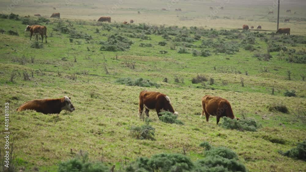 Herd of cows grazing in a grassy pasture. Herd of cows grazing in a grassy pasture.