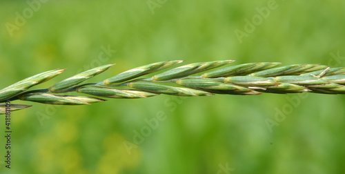 In the meadow growing cereal plant couch grass (Elymus repens) photo