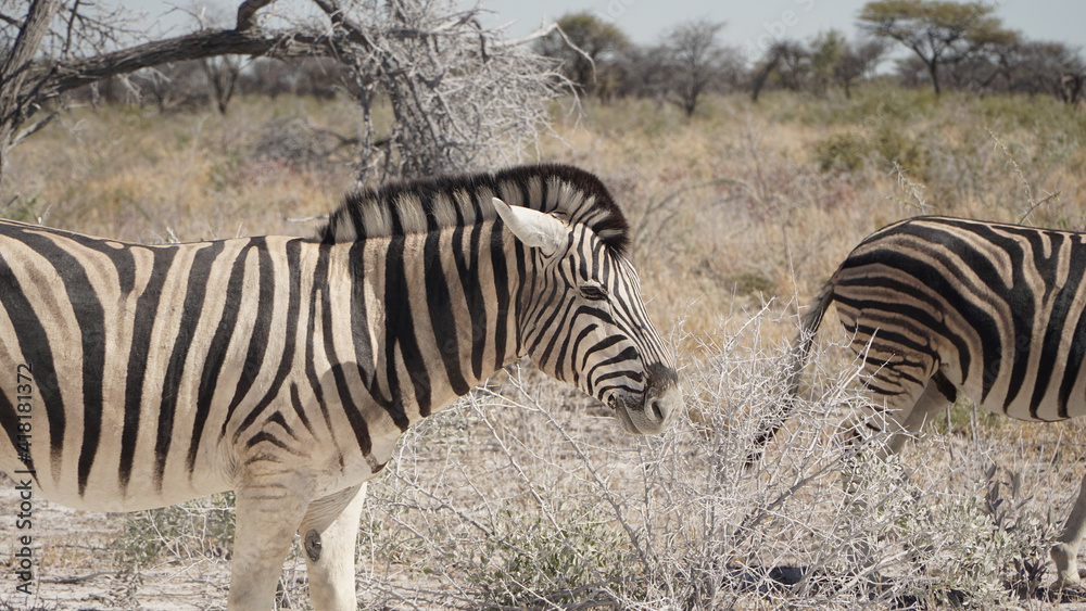 Zebra herd seen during a safari in the dry bush of Etosha National Park, Namibia. Zebra herd seen during a safari in the dry bush of Etosha National Park, Namibia.