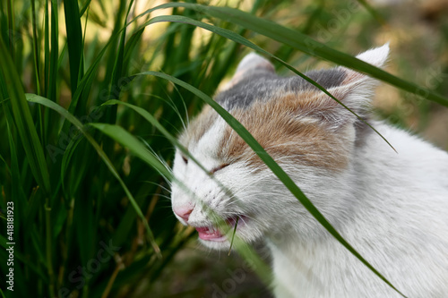 Young funny three colored cat eats green grass outdoors. Household pet, vitamin.