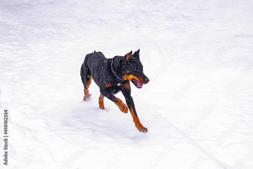 French shepherd dog running in a snowy park