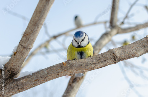 Blue tit - a small tit with a bright bluish-yellow plumage. photo