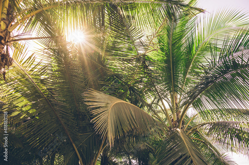 Fototapeta Naklejka Na Ścianę i Meble -  Sunbeams through a palm tree