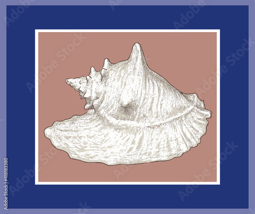 Vector illustration of drawn big seashell in decorative frame