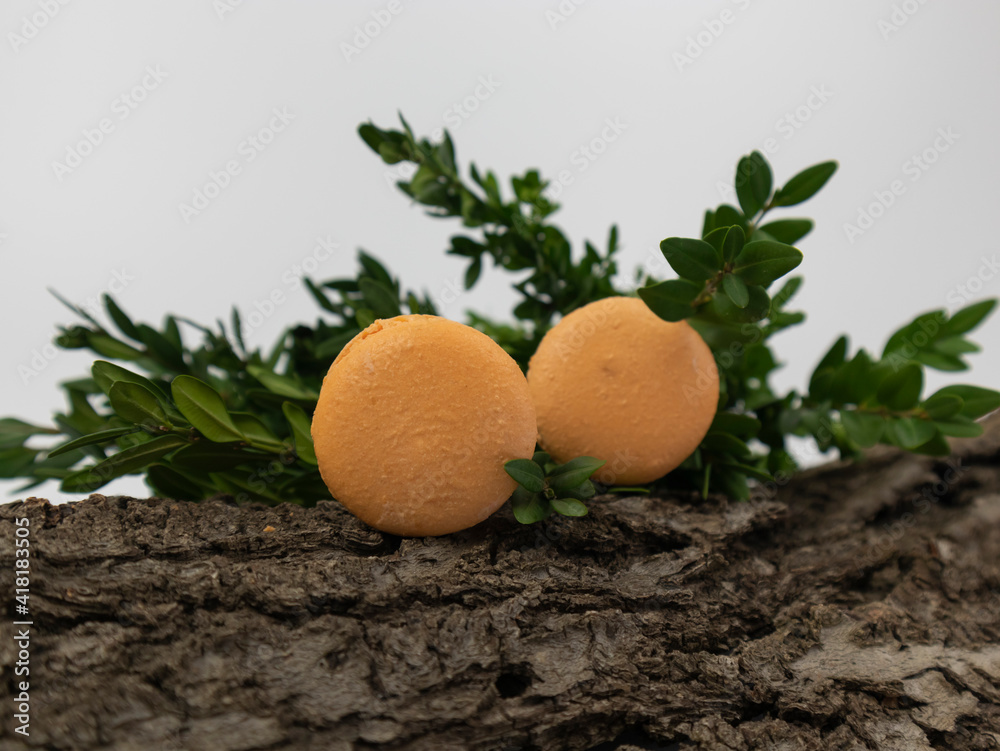 macarons on the bark of a tree, orange macaroon french dessert, copy space macarons on the bark of a tree, orange macaroon french dessert, copy space