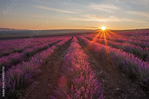 Stunning sunrise in a field of lavender. Very beautiful landscape. A blooming field of lavender.
