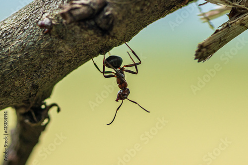 Close up of a wood ant hanging upside down on a branch
